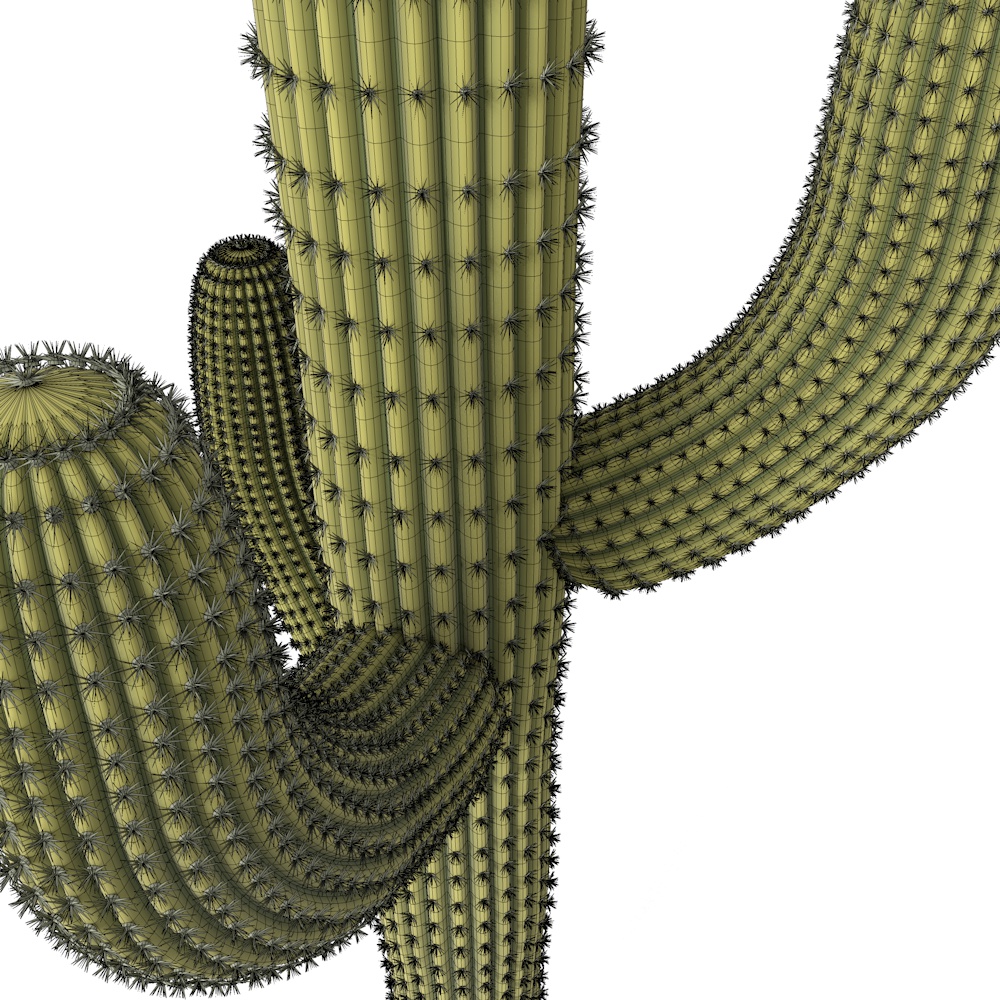 Modèle 3D de cactus
