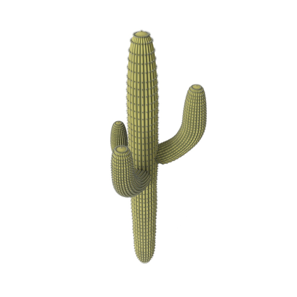 Kaktusový 3D model