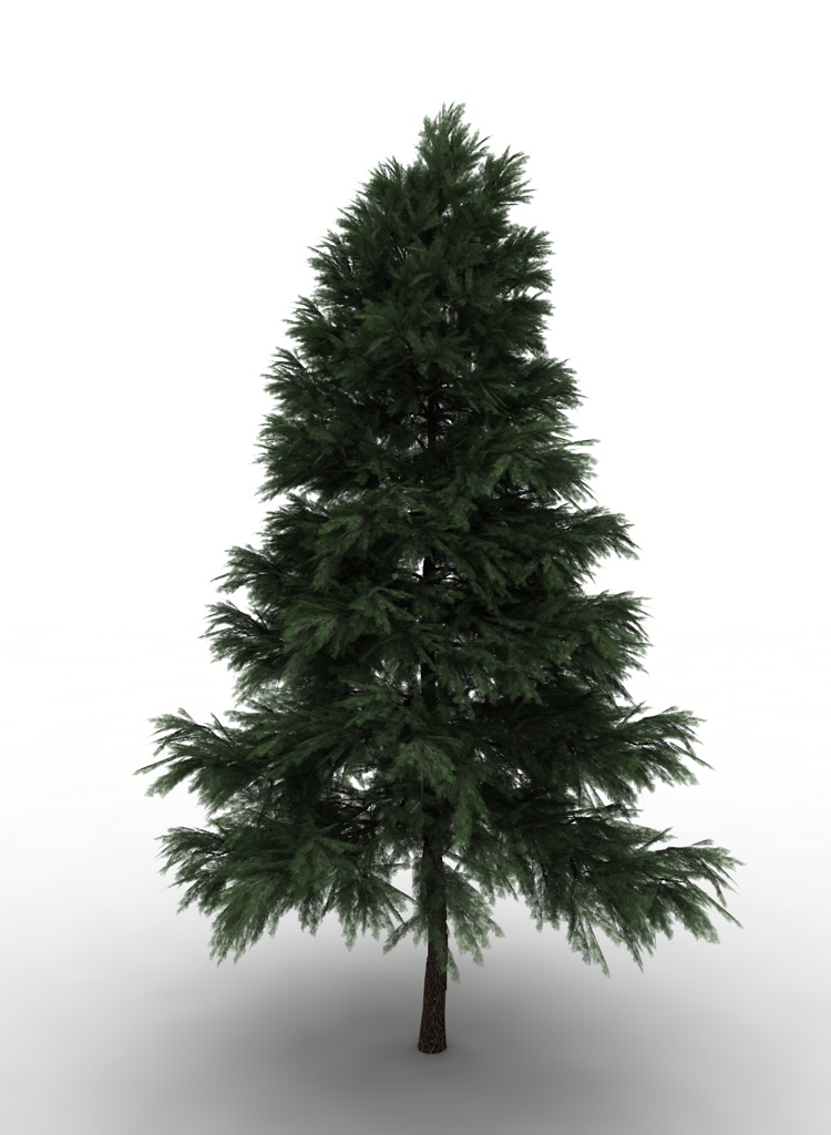 Pinus Sylvestris 3D model