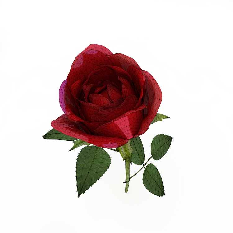Rose 3D-model