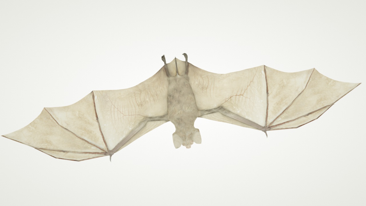 Modelo 3D de Morcego Animado