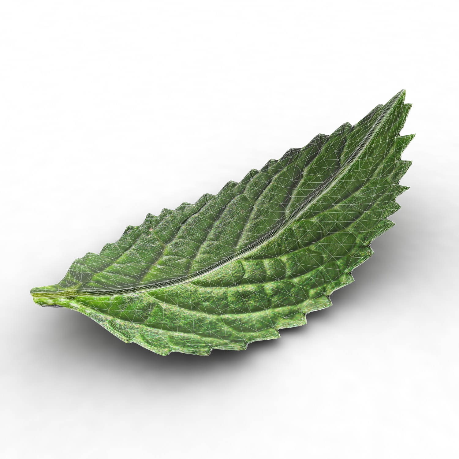 Mint leaf 3d model