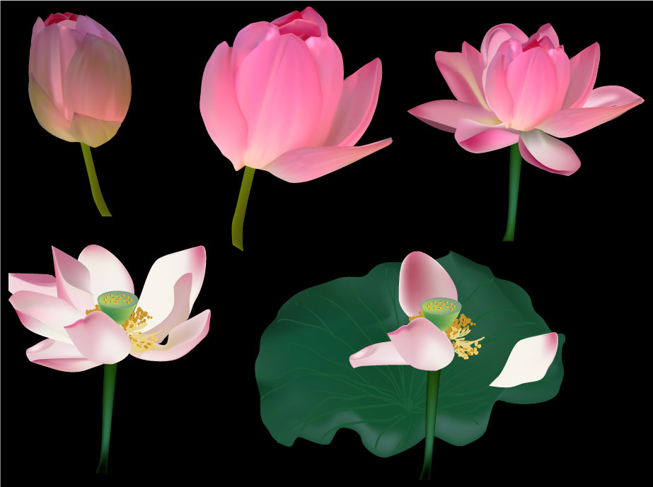 Čínská inkoustová malba lotosu a lotosových listů
