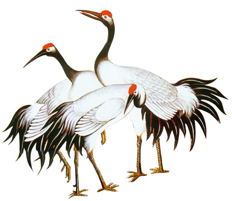 Chinese Classical Elements of Crane and Red-crowned Crane
