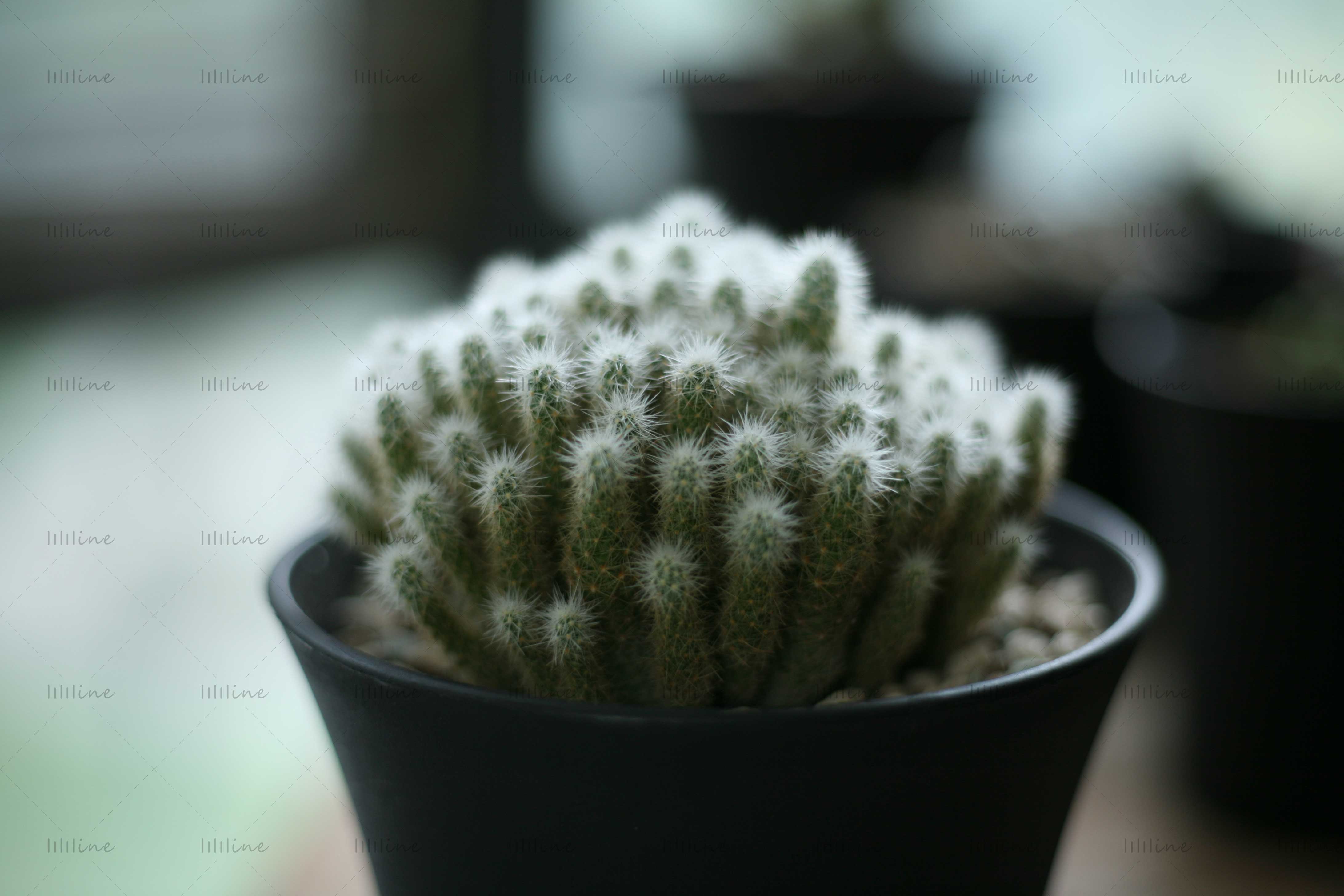 Cactus Escobaria Sneedii foto