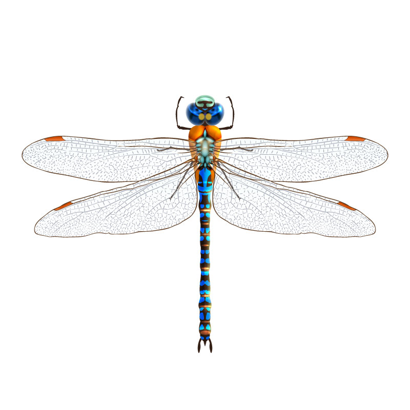 Dragonfly Photorealistic Grafický design AI Vector