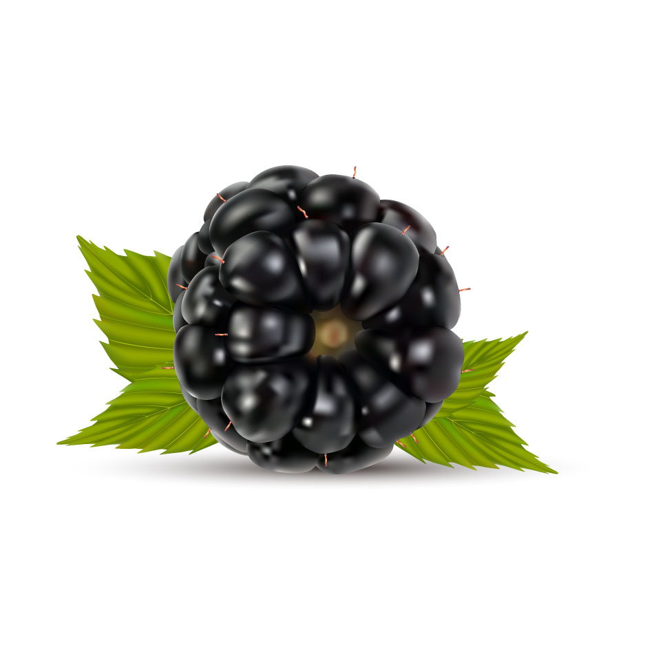 水果黑莓照片级逼真图形AI矢量