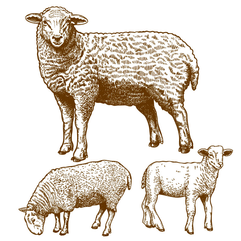 Main, dessin, vecteur graphique AI mouton
