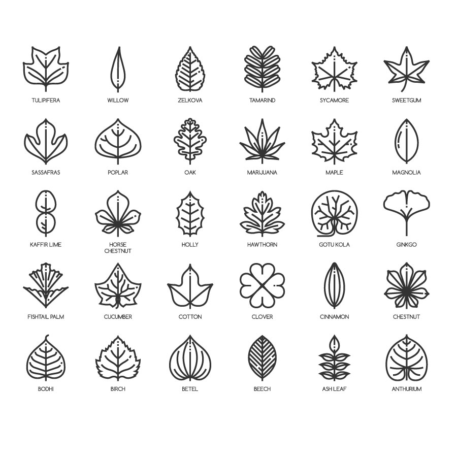 Colección de iconos de hojas AI Vector