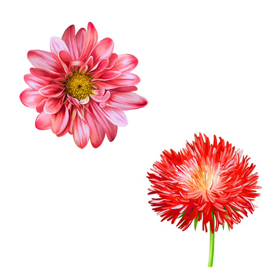 Photorealistic Flower Chrysanthemum Grafică AI Vector