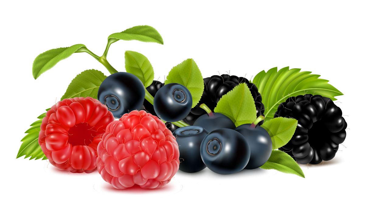 照片级逼真红莓蓝莓黑莓树莓图形AI矢量