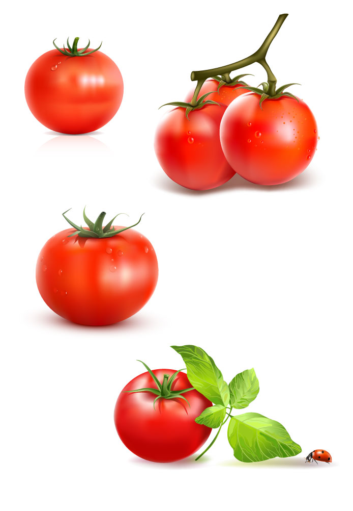 Fotorealistická zeleninová rajčata Grafický vektor AI