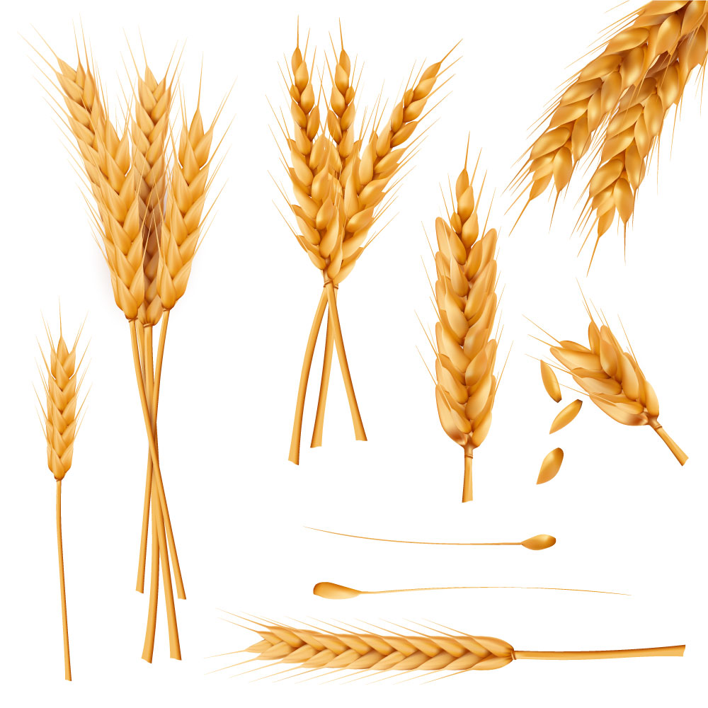 Wheat AI vector