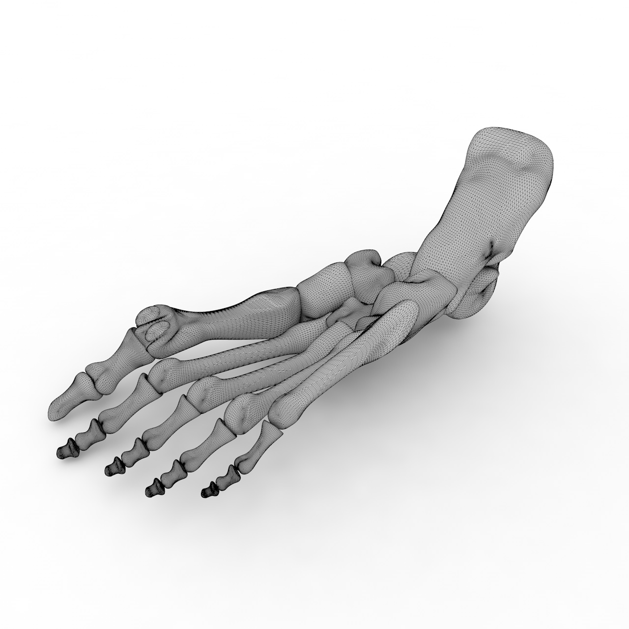 Esqueleto do pé humano modelo de impressão 3d