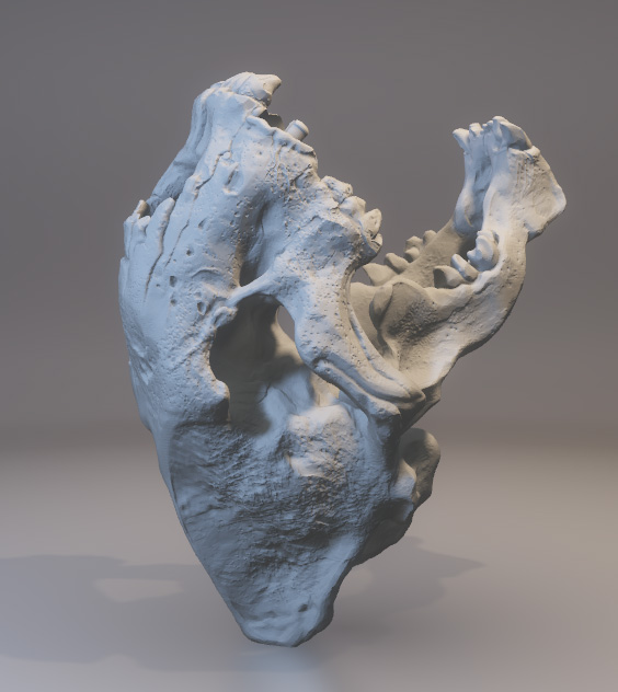 Modèle d'impression 3D de dent de tigre à dents de sabre