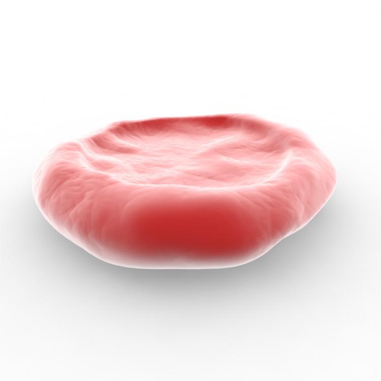 Erythrocyt Rode Bloedcel Corpusel 3D Model