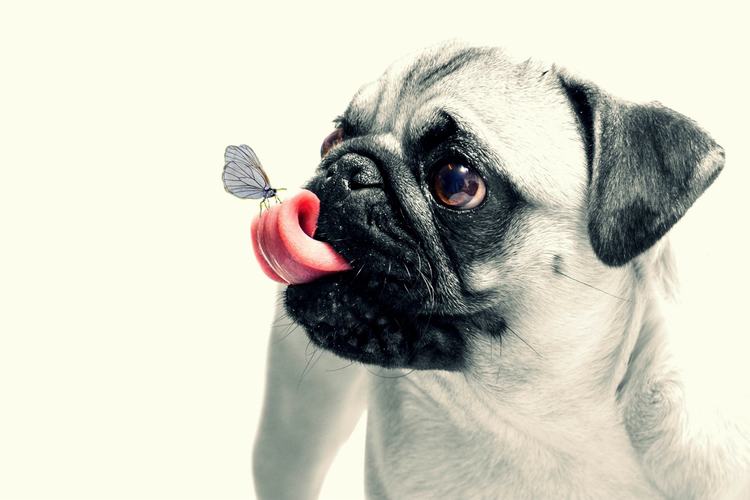 BButterfly en la lengua del perro Pug
