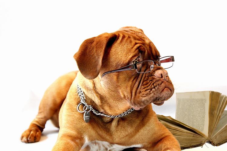 Dogue De Bordeaux che indossa occhiali Cane da compagnia