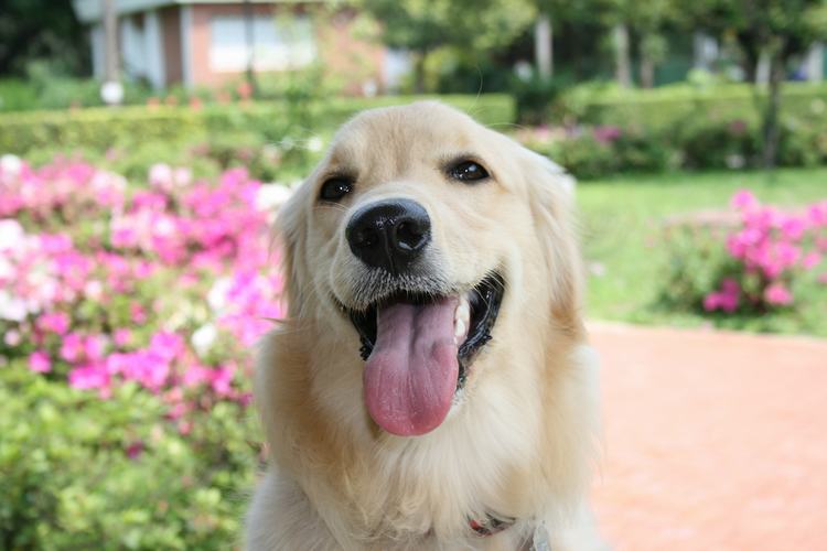 Perro de mascota de Golden-Retriever