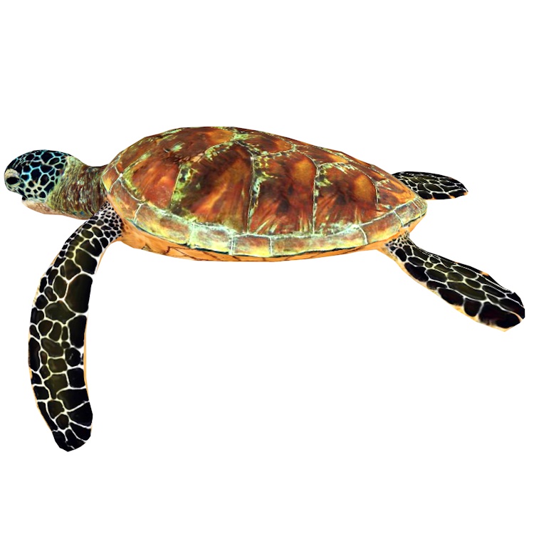 Zelená mořská želva plavání v moři 3d model