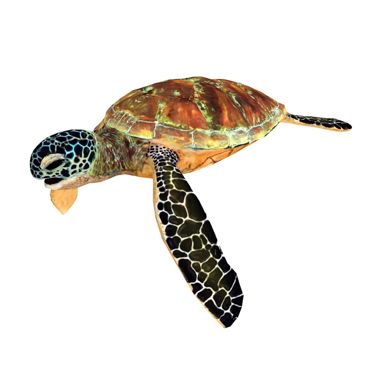 Zwarte Zee Schildpad Zwemmen in de Zee 3D Model