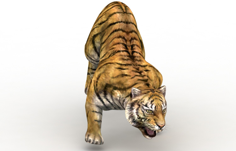 Modelo 3D do tigre 3ds max maya c4d cinema 4d obj fbx