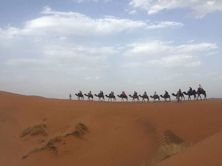 the Camel caravans Sahara Desert