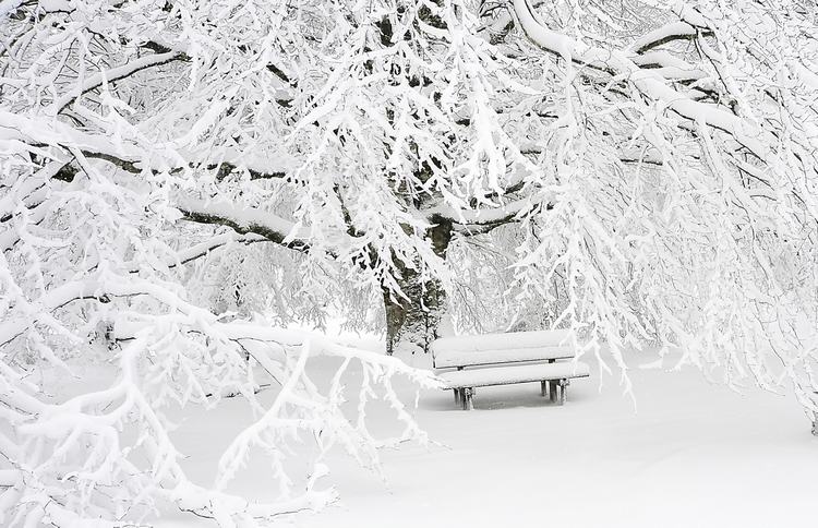 Snowy Tree and bench winter chairs