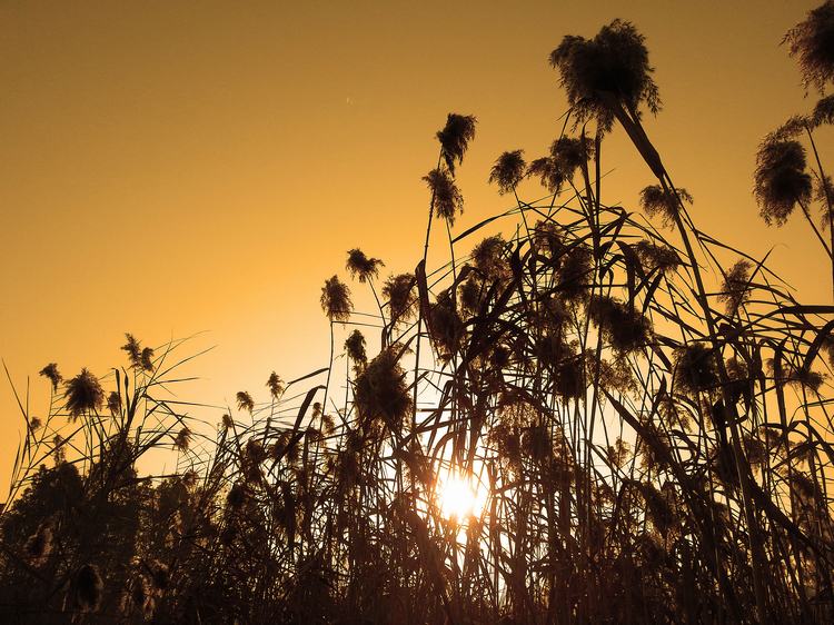 Giallo Ditch Reed Nel Sunset Field Sun