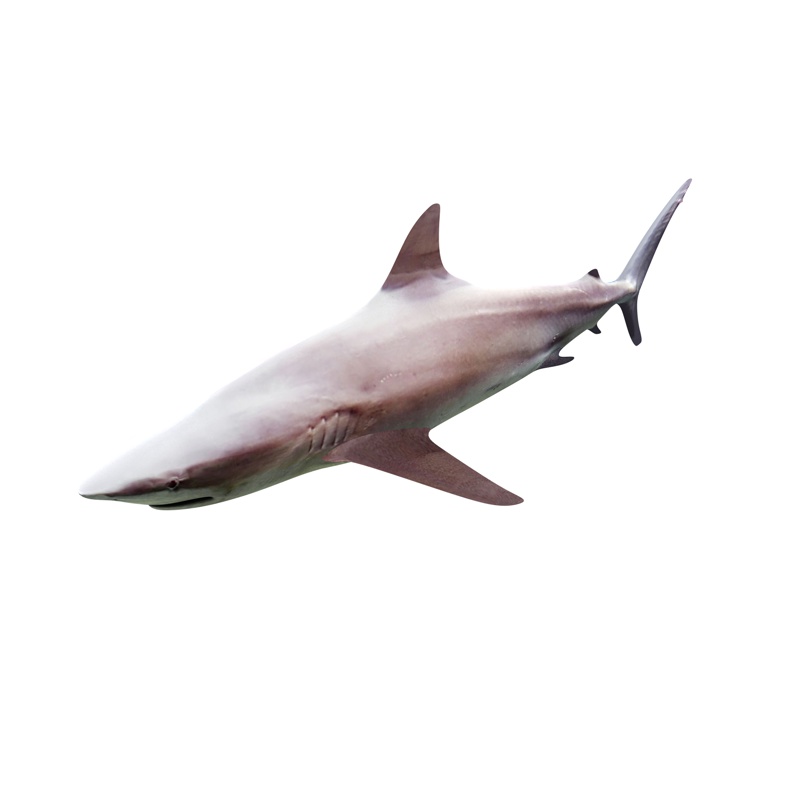 shark 3d model sea beast