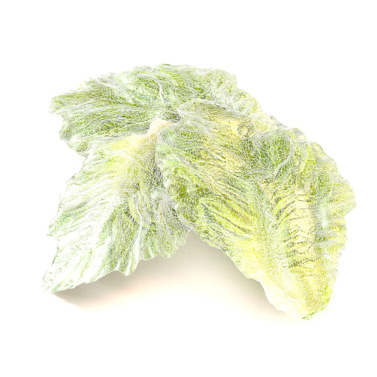 Romaine Lettuce 3d model vegetables leafy greens