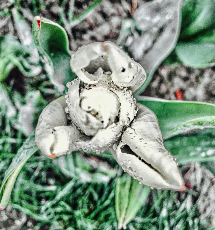 Brote de tulipán creciendo bajo la lluvia con dewdrop