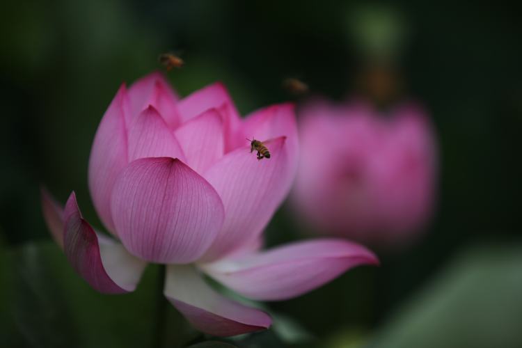 Honeybee and Lotus