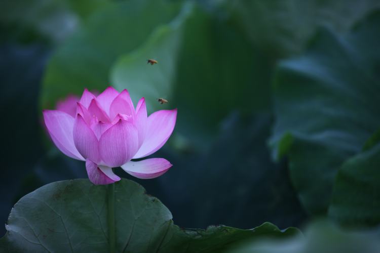 Abeilles aux abeilles roses au Lotus