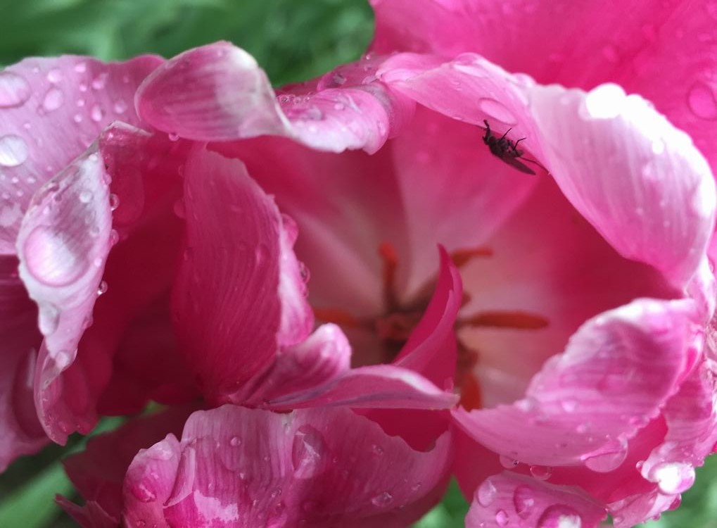 Flor cor-de-rosa do estame da tulipa com mosca do orvalho