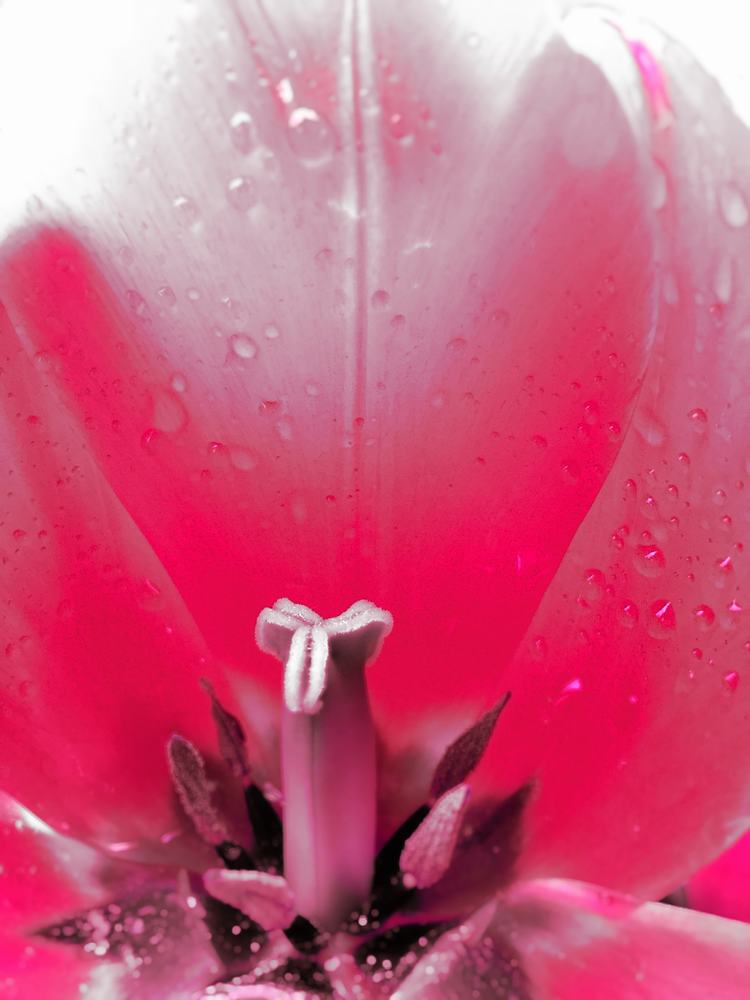 Červená tulipánová kvetoucí rosa