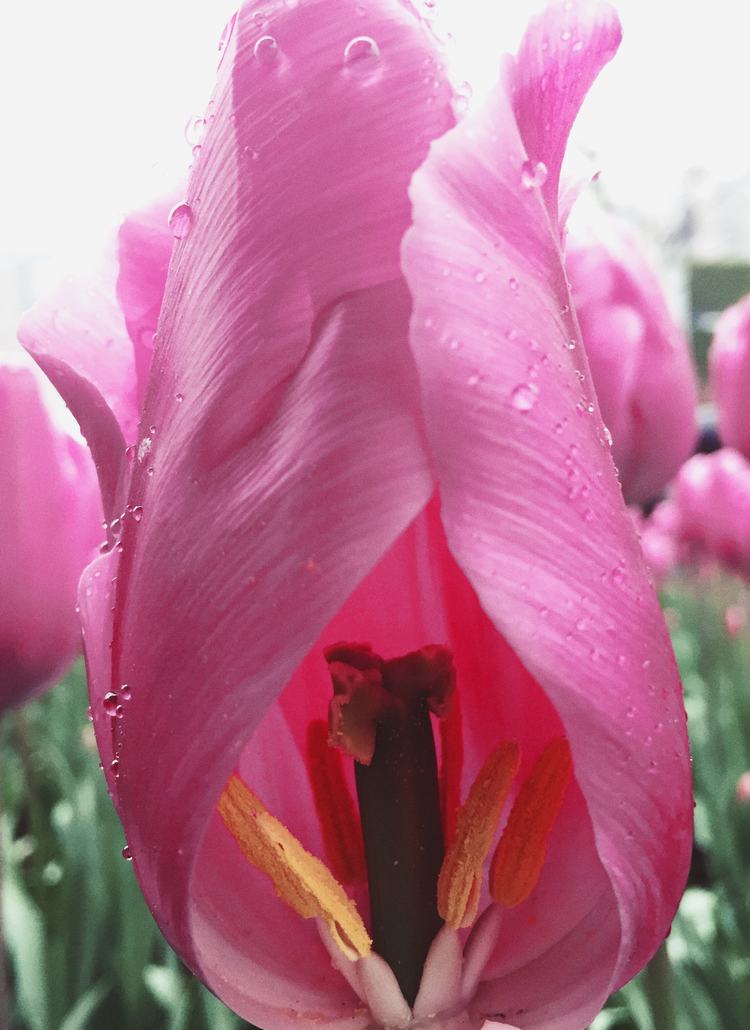 Rojo tulipán flor Stamen rocío