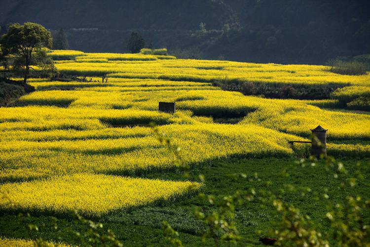 Cole flowers Canola Field Rural China