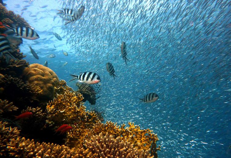 Sea shoal Fish coral reef