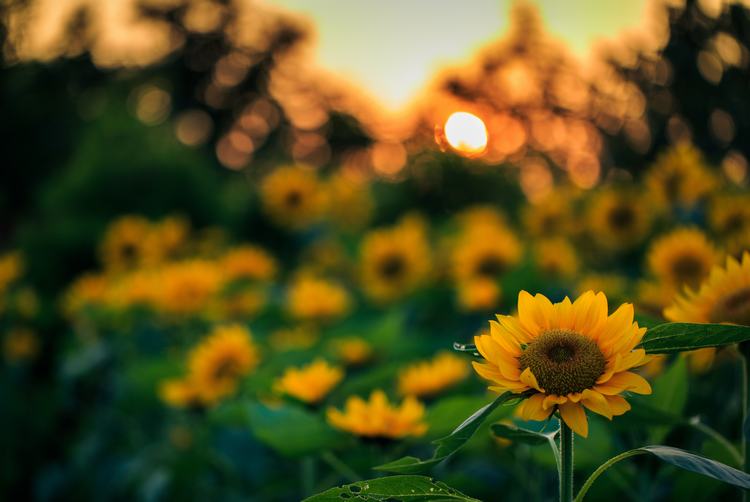 Sunflower Sun Virtual Sunrise