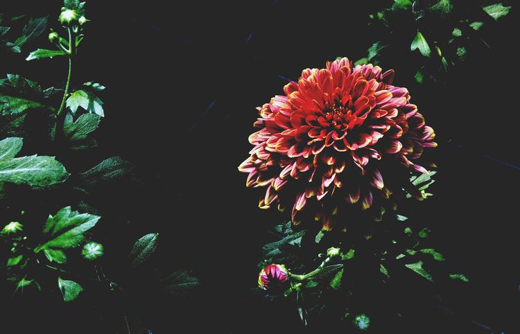 Virágzó Red Krizantém zöld rügy átvilágítási őszi táj