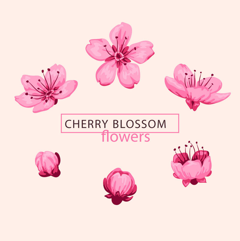 6 Kirschblüten-Blumen-AI-Vektor