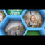 mosaic hexagon reveal