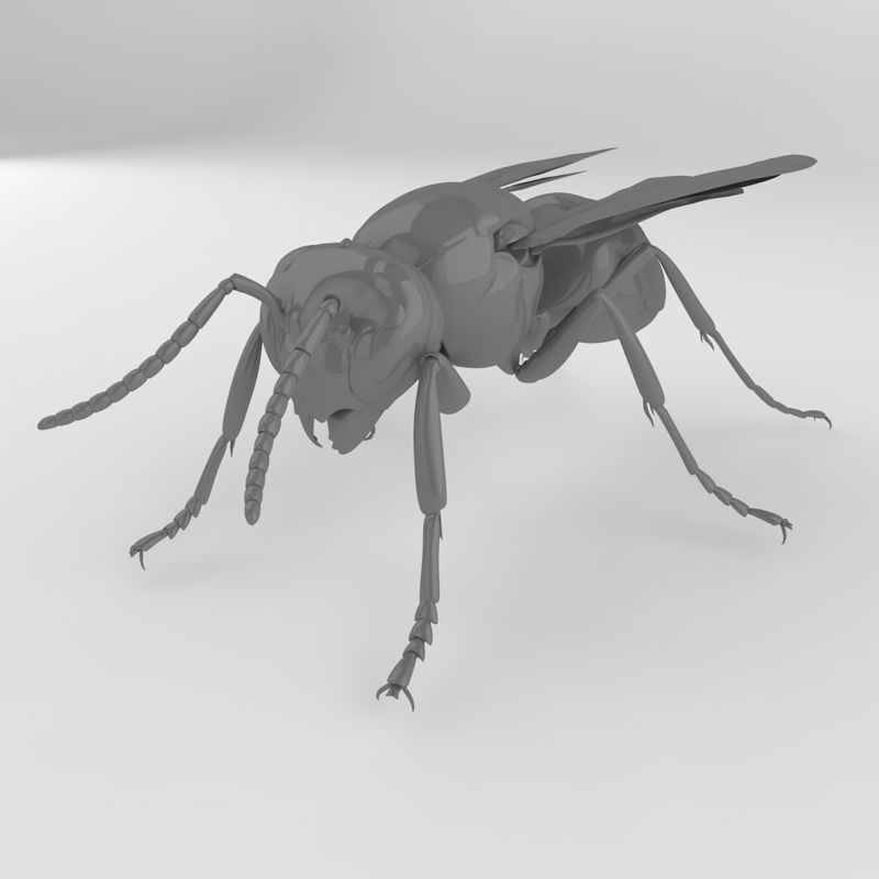 Vespula flaviceps insect 3d model