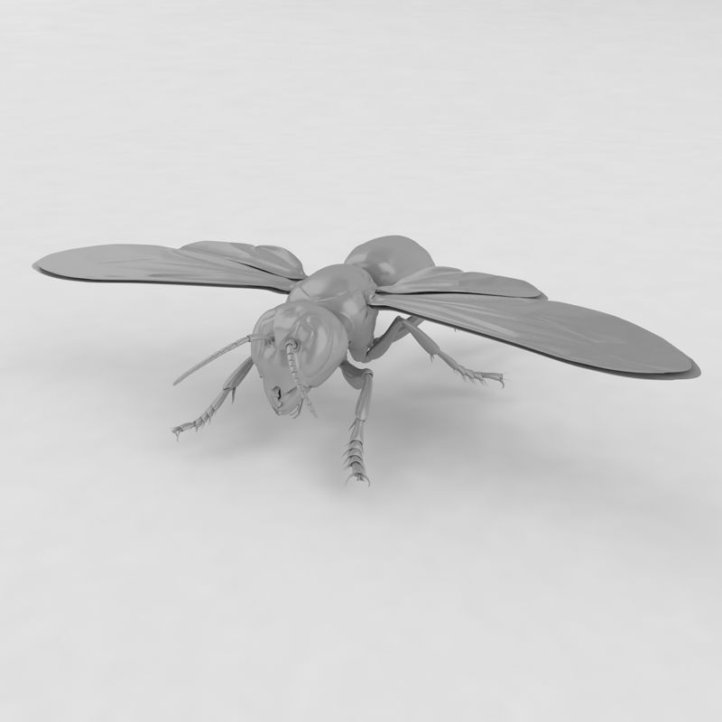 Vespa mandarinia insect 3d model