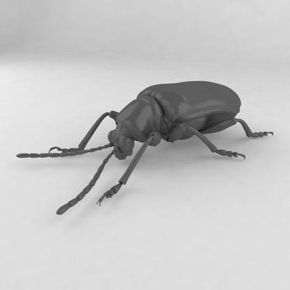 Dioscorea leaf beetle insect beetles 3d model