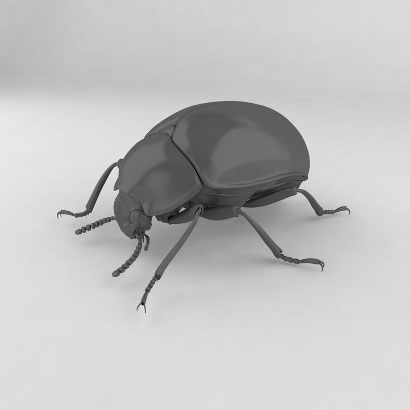 Diaperis lewisi insect beetles 3d model
