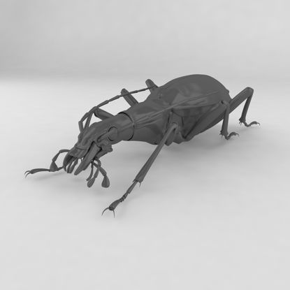 Damaster blaptoides insect beetles 3d model