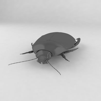 Cybister japonicus insect beetles 3d model