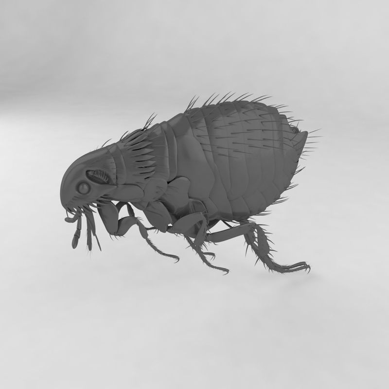Ctenocephalides felis insect 3d model